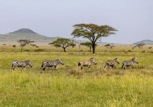 Africa Getaway Safaris 003