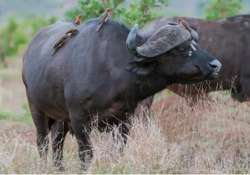 Africa Getaway Safaris 030
