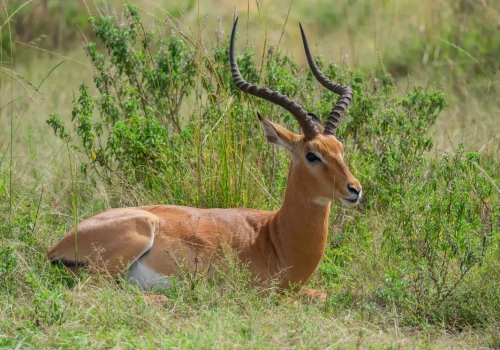 Africa Getaway Safaris 036