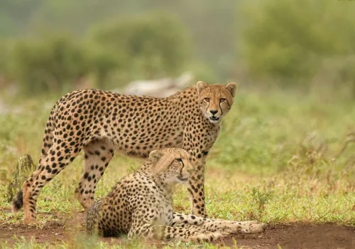 Africa Getaway Safaris 038