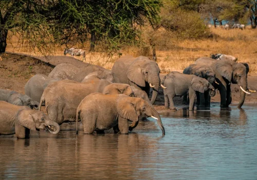Africa Getaway Safaris 055
