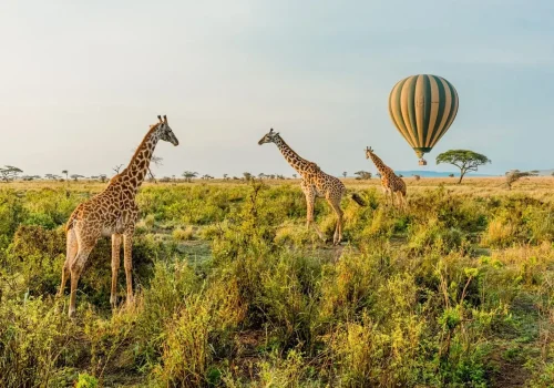 Africa Getaway Safaris 067