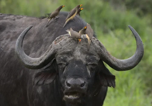 Africa Getaway Safaris 133