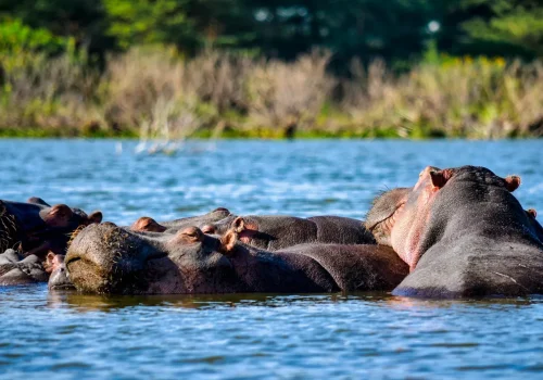 Africa Getaway Safaris 138
