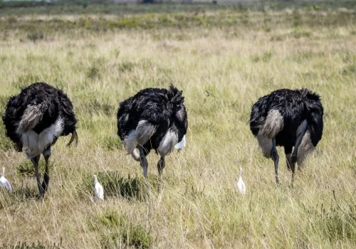 Africa Getaway Safaris 140