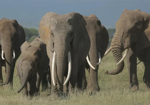 Africa Getaway Safaris 144