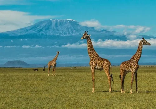 7-Day Kenya Luxury Safari Package – Amboseli & Masai Mara