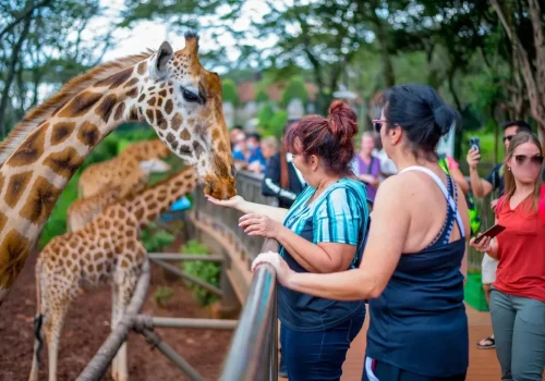 Kenya safari company with conservation-focused package