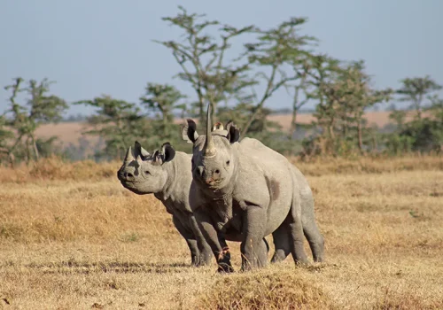 Laikipia 8