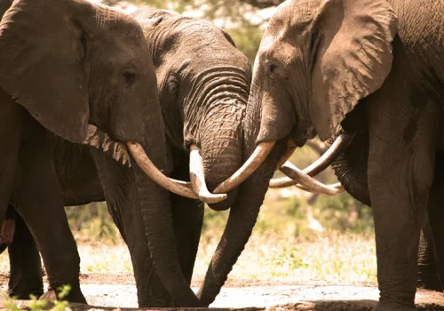 The Ultimate 7-Day Luxury Safari: Kenya's Masai Mara & Chyulu Hills