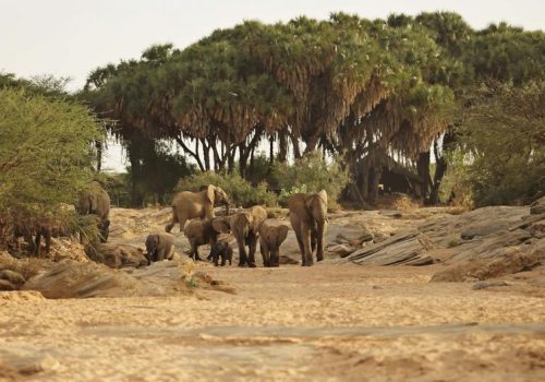 Luxury safari in samburu and masai mara 2026 packages
