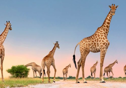 The Ultimate Guide to the Best Time to Visit Kenya