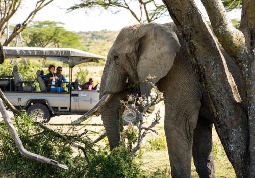 Samburu-Masai Mara 2026: Best Kenya Luxury Safari Package